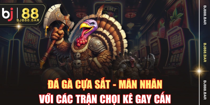 Đá Gà Cựa Sắt - Mãn Nhãn Với Các Trận Chọi Kê Gay Cấn