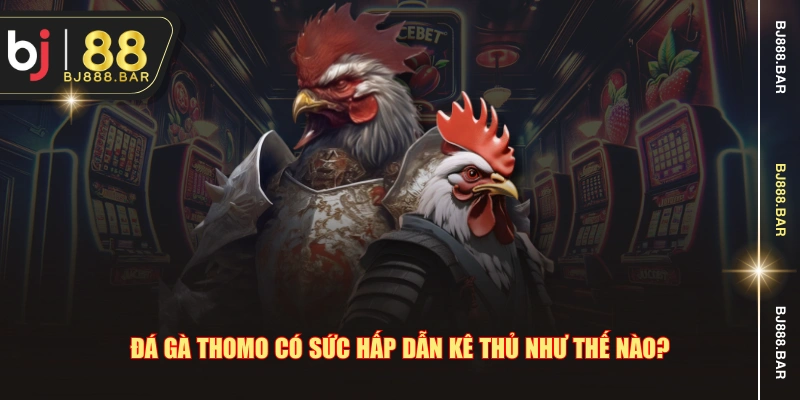 Đá gà Thomo có sức hấp dẫn kê thủ như thế nào?