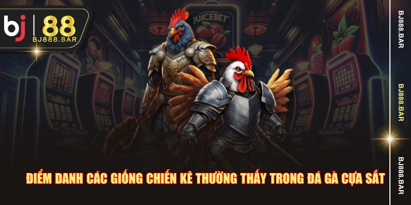 Điểm danh các giống chiến kê thường thấy trong đá gà cựa sắt