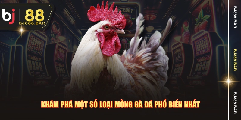 Mồng Gà Đá - Chi Tiết Về Những Loại Mào Phổ Biến Hiện Nay