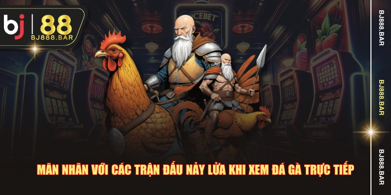 Mãn nhãn với các trận đấu nảy lửa khi xem đá gà trực tiếp