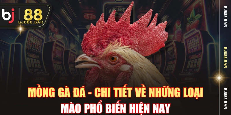 Mồng Gà Đá - Chi Tiết Về Những Loại Mào Phổ Biến Hiện Nay