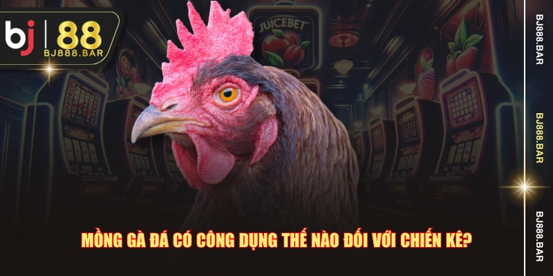 Mồng gà đá có công dụng thế nào đối với chiến kê?
