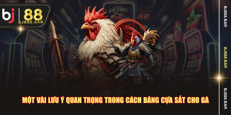 Một vài lưu ý quan trọng trong cách băng cựa sắt cho gà