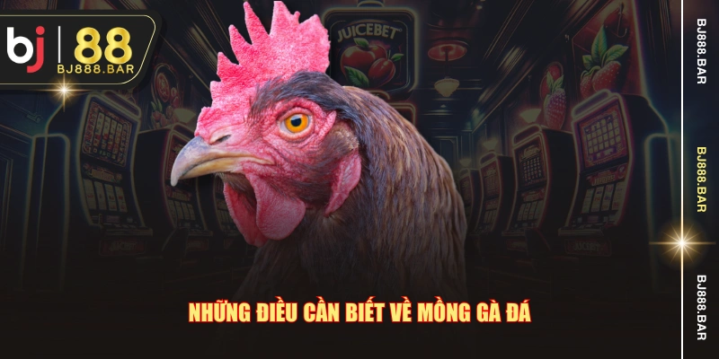 Những điều cần biết về mồng gà đá