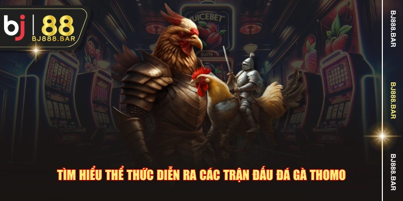Tìm hiểu thể thức diễn ra các trận đấu đá gà Thomo