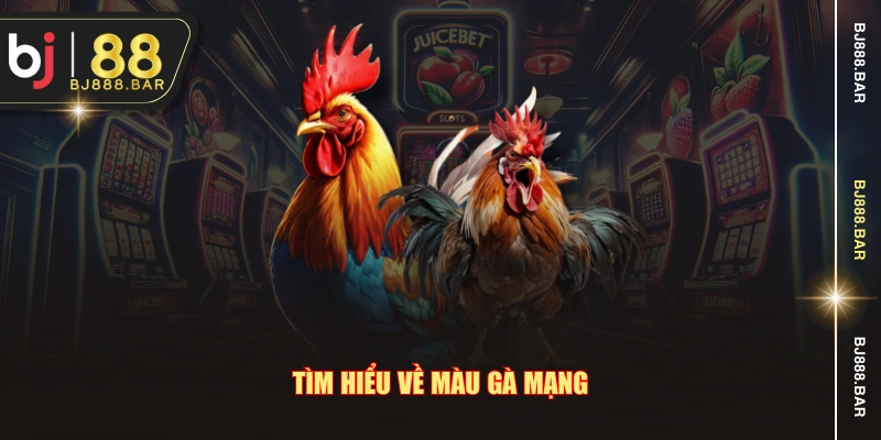 Tìm hiểu về màu gà mạng